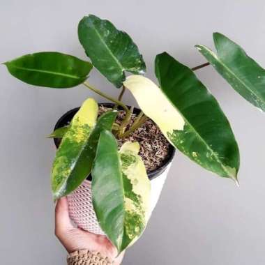 Jual tanaman hias indoor philodendron burlemarx variegata _