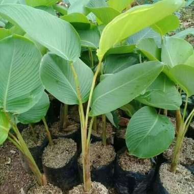 Tanaman Hias Pisang Calatea - Pohon Pisang Kipas - Heliconia Calathea
