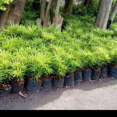 tanaman hias lis pagar ararea kuning