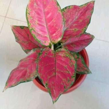 tanaman hias aglonema dud anjamani - aglonema dut anjamani