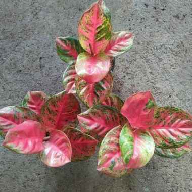 Tanaman Hias Aglonema Wulandari