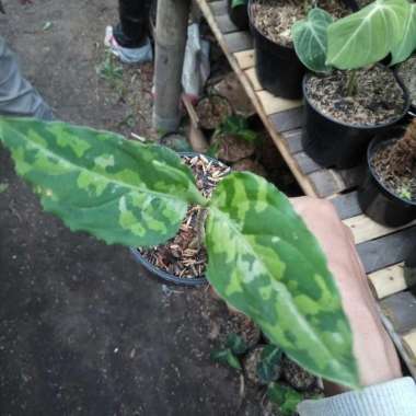 tanaman hias aglonema pictum tricolor bibit
