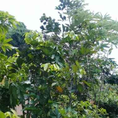 Pohon Buah Rambutan Binjai Sudah Berbuah.