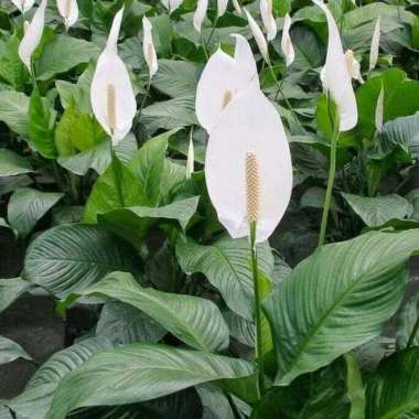 Tanaman Hias peace lily Spatu filum bunga putih pembersih udara