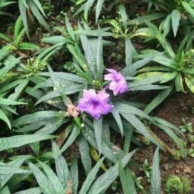 Tanaman Hias Ruellia Bunga Ungu