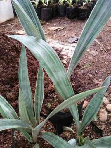 tanaman sensivera lidah mertua silver