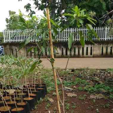 pusat pohon bunga sakura tabebuya 2 meter - pink - kuning -