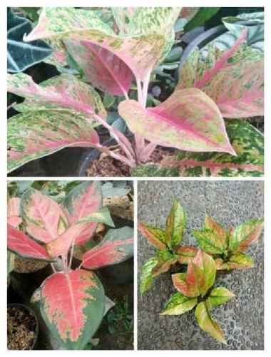 tanaman hias paket aglonema tanaman pot dan taman