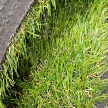 Rumput sintetis Jepang - karpet rumput sintetis jepang 25x25cm