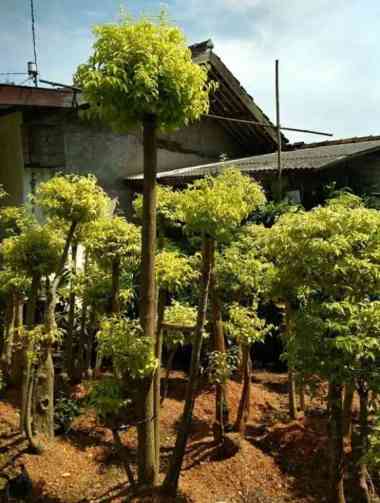 Bonsai anting Putri | tanaman hias | pohon anting putri | pohon