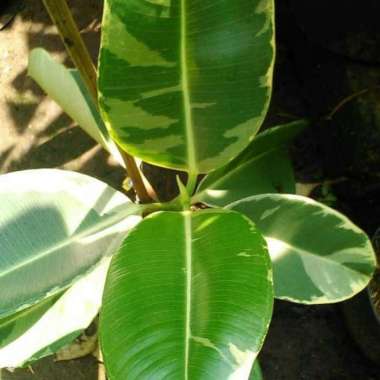 Tanaman Hias Karet Kebo Varigata - Pohon Karet Kebo Putih