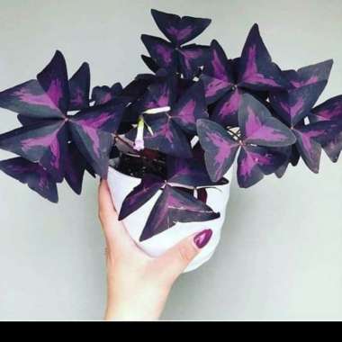 tanaman hias oxalis triangualis/kupu kupu