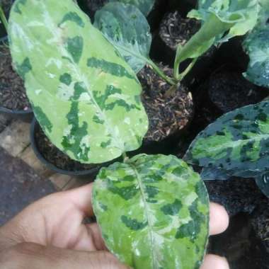 tanaman hias aglonema pictum tricolor ori