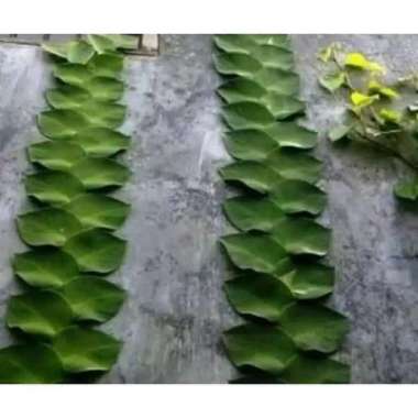 tanaman rambat dollar daun besar - pohon dolar