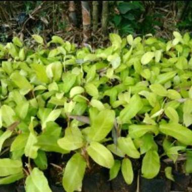 Tanaman Hias Rambat Gantung Sirih Gading Centong