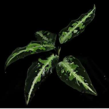 Jual tanaman hias aglonema pictum tri collor _