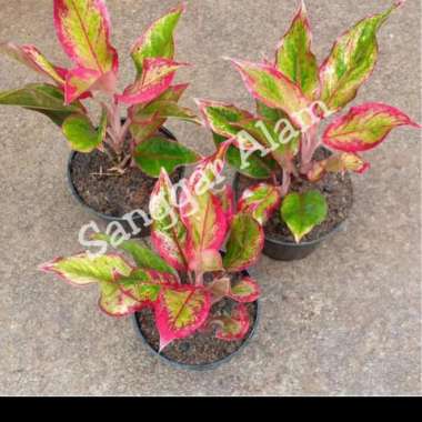 tanaman hias lipstik/bunga aglonema lipstik