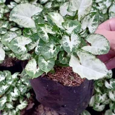 tanaman hias singonium mini - syingonium