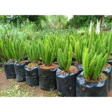 Tanaman Hias Ekor Tupai - Ekor Tupai