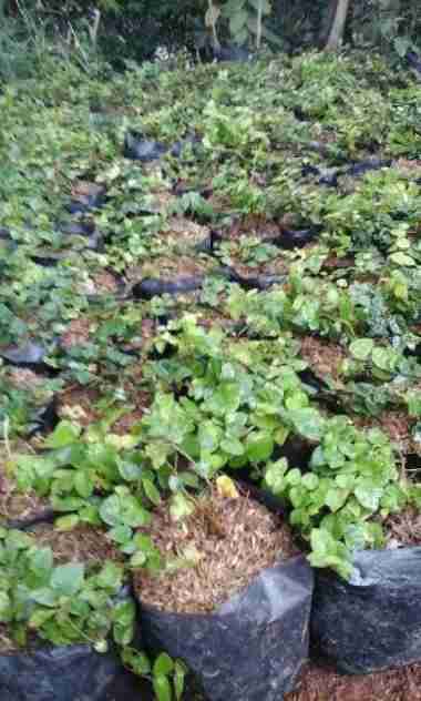 Tanaman Hias Rambat Pohon Dollar - Tanaman Dolar Daun Kecil