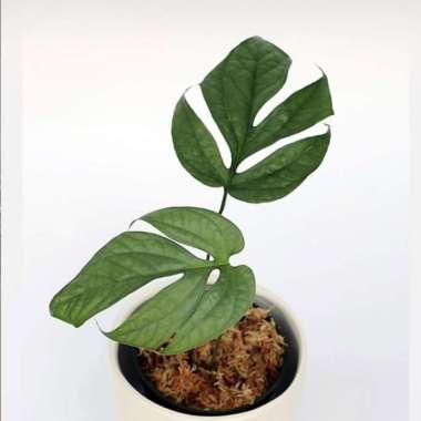 Rare item - amydrium medium silver - amydrium silver