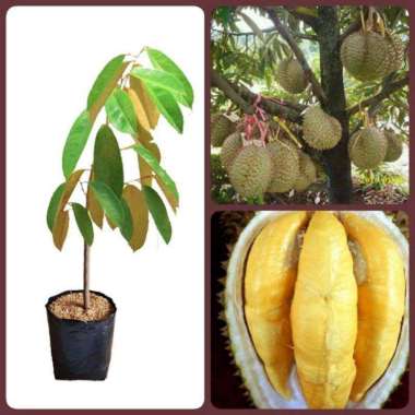Bibit Durian Musangking