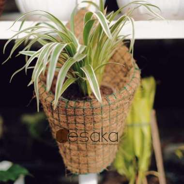 POT ANGGREK TEMPEL DINDING / POT SABUT KELAPA / POT BUNGA KERUCUT UNIK