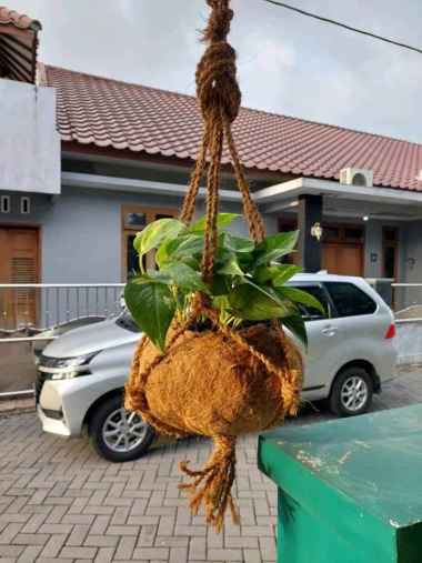 POT KOKEDAMA KECIL GANTUNG / POT SABUT KELAPA GANTUNG / POT ANGGREK