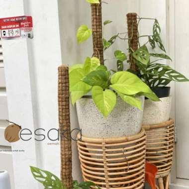 turus strimin sabut kelapa 60cm penyangga tanaman rambatan