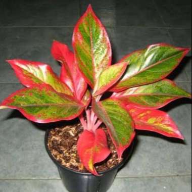 TANAMAN HIAS AGLONEMA LIPSTIK SIAM AURORA//AGLONEMA RED LIPSTIK