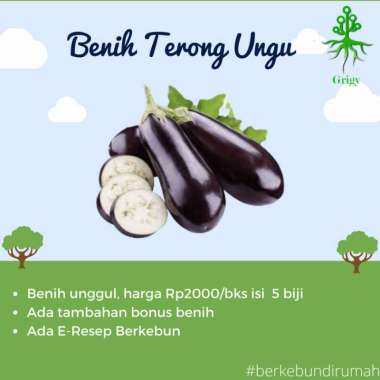 BIBIT, BENIH, BIJI TERONG UNGU
