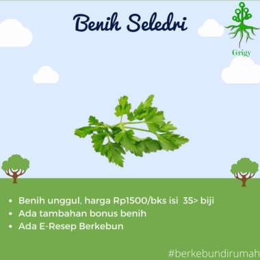 BIBIT, BENIH, BIJI SELEDRI