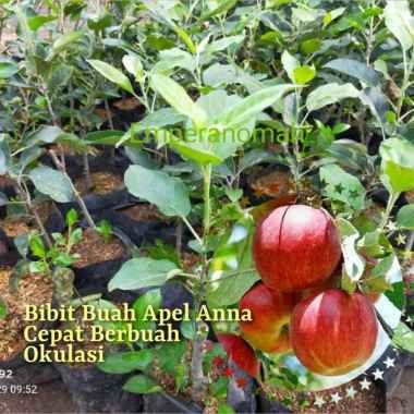 Bibit Buah Apel Anna Cepat Berbuah Murah Okulasi/Tempel