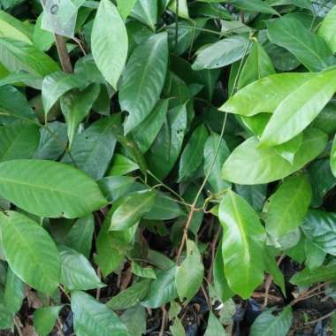 Bibit Buah Pala Unggul Bibit Tanaman Buah Polo
