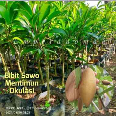Bibit Buah Sawo Mentimun Super