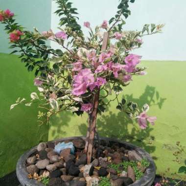 Bibit Bunga Bogenfil Okulasi Dua/Tiga Warna Bibit Kembang Kertas Murah