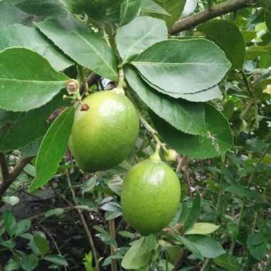 Bibit Tanaman Buah Jeruk Lemon