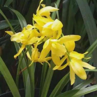Bibit Tanaman Hias Bunga Anggrek Tanah Cymbidium Golden Boy