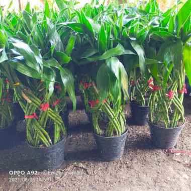 tanaman hias bambu rejeki hoki pot