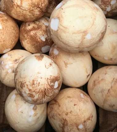 Kelapa Bulat Utuh / Kelapa Parut / Santan Kelapa Kecil