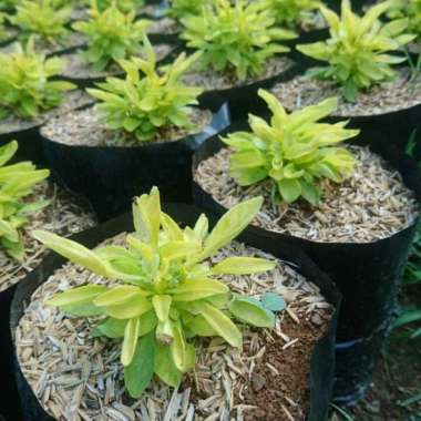 Bunga Krokot Kuning Aneka Bibit Purworejo