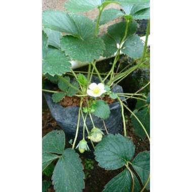 Bibit Strawberry Murah stroberi aneka Bibit Purworejo
