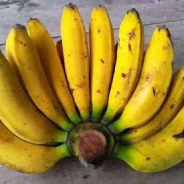 Pisang raja manis 1 sisir