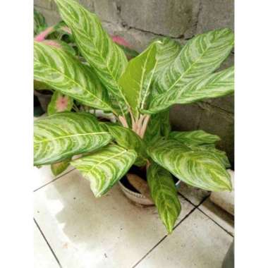 Aglonema Chinese Evergreen / Aglonema langka / aglonema unik