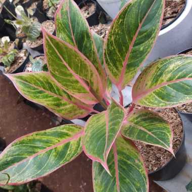 Promo!!! Aglonema Lipstik Pink - Aglonema Classic