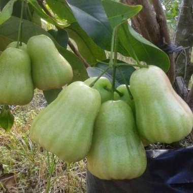 Bibit Tanaman Jambu Madu Siap Berbuah
