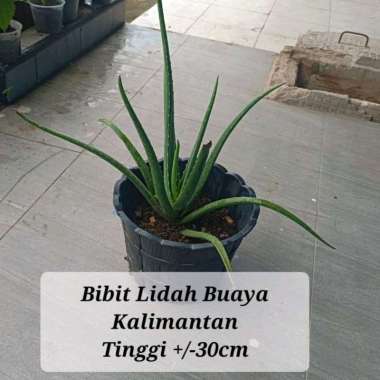 Bibit Lidah Buaya Kalimantan Barat Pontianak ORIGINAL