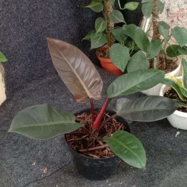 PROMOO.. Tanaman Hias Pilodendron Black Cardinal