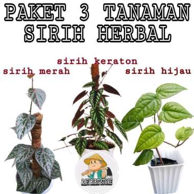 PAKET 3 TANAMAN SIRIH HERBAL - SIRIH MERAH - SIRIH KERATON - SIRIH HIJAU