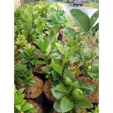 Bibit Jeruk Nipis Cepat Berbuah Sudah Berbuah
